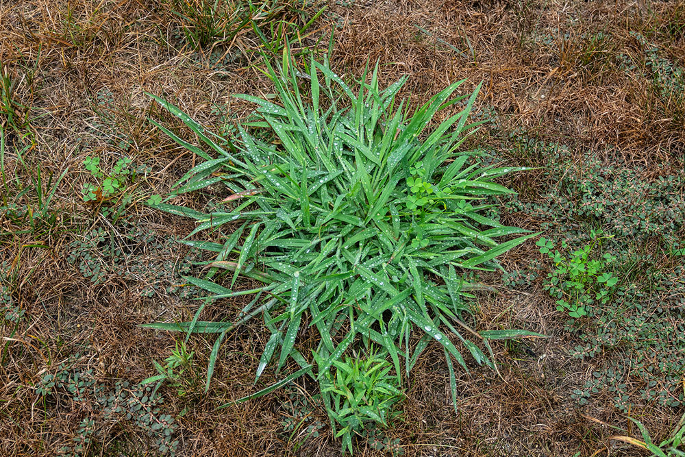 8 Ways to Get Rid of Quackgrass